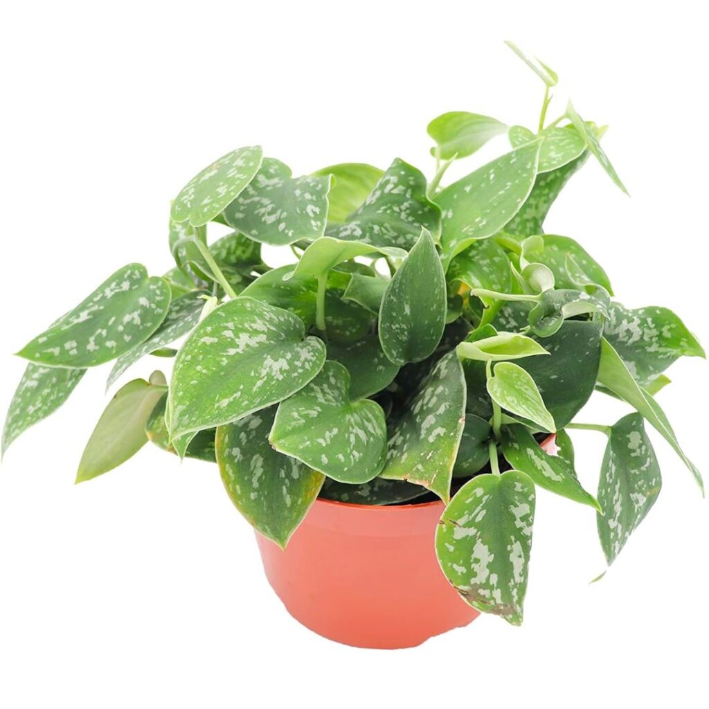 macetas para Jardines Verticales de Pothos