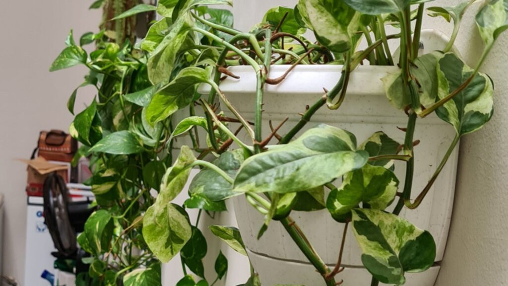 Donde ubicar tus Jardines Verticales de Pothos