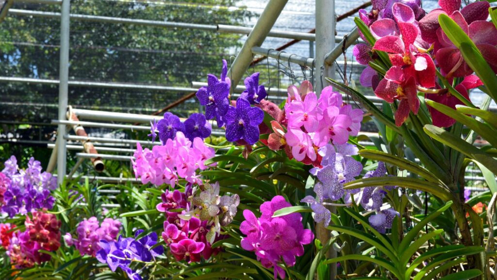 jardin vertical orquídeas