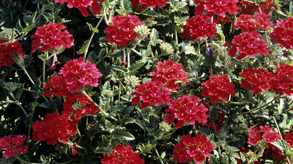 Jardines Verticales de Verbena