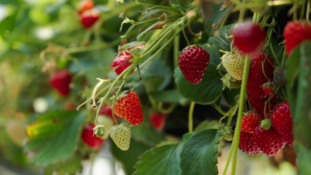 Mejores lugares para ubicar los Jardines Verticales de Fresas