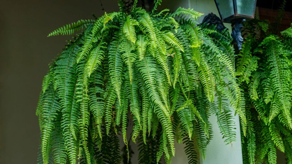 mantenimiento para jardín vertical de helechos