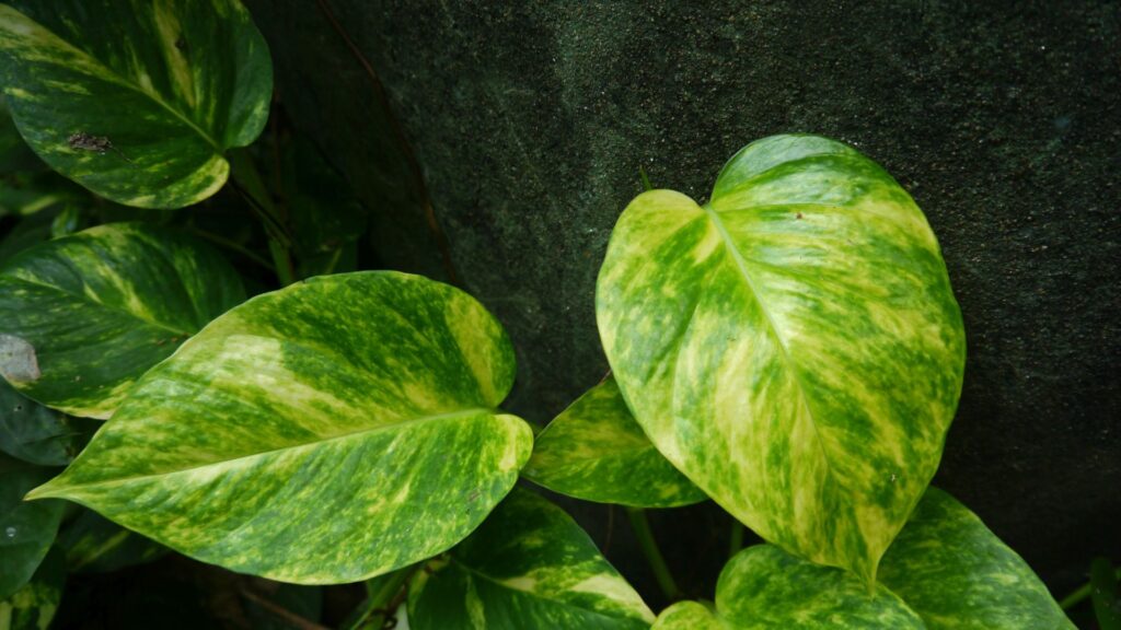 Mantenimiento de un jardín vertical de pothos