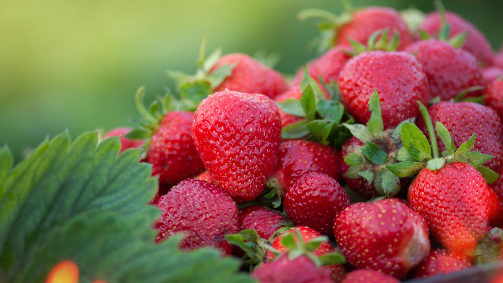 Mantenimiento de los Jardines Verticales de Fresas