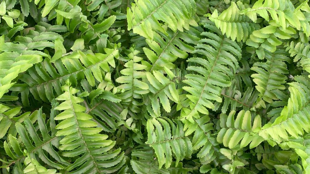 Crecimiento uniforme para el jardín vertical de helechos