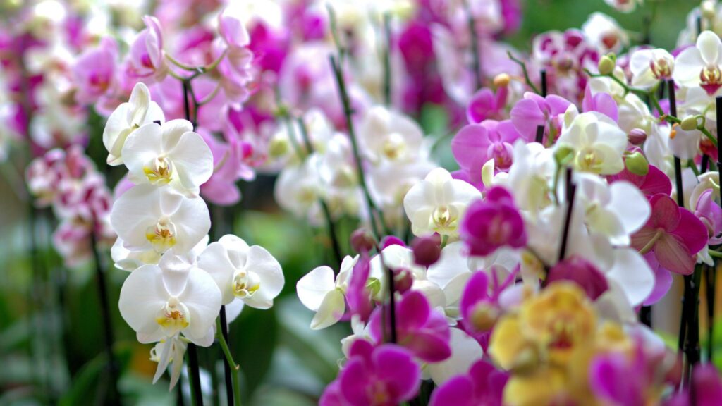 Mantenimiento de un jardín de orquídeas