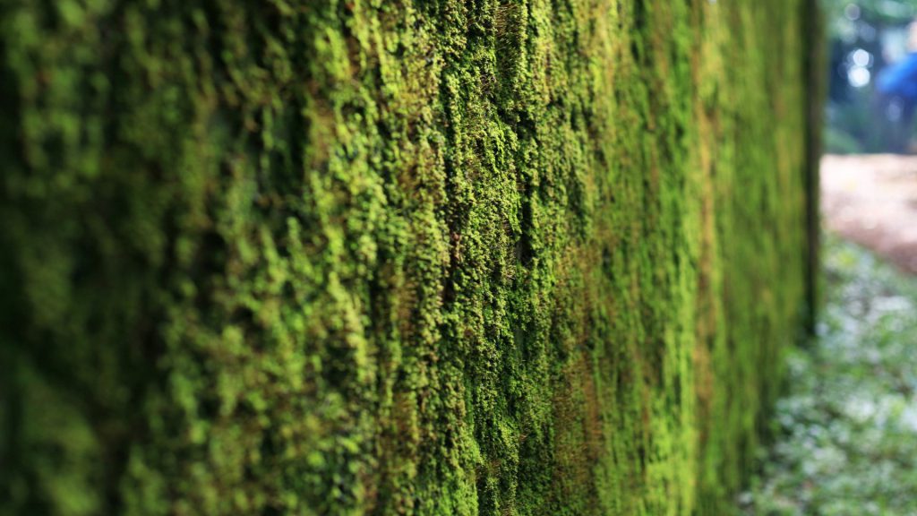 Muro verde de musgo - tipos de jardines verticales