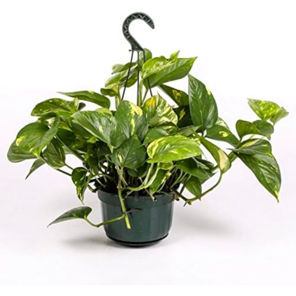 planta colgante para Jardines Verticales de Pothos