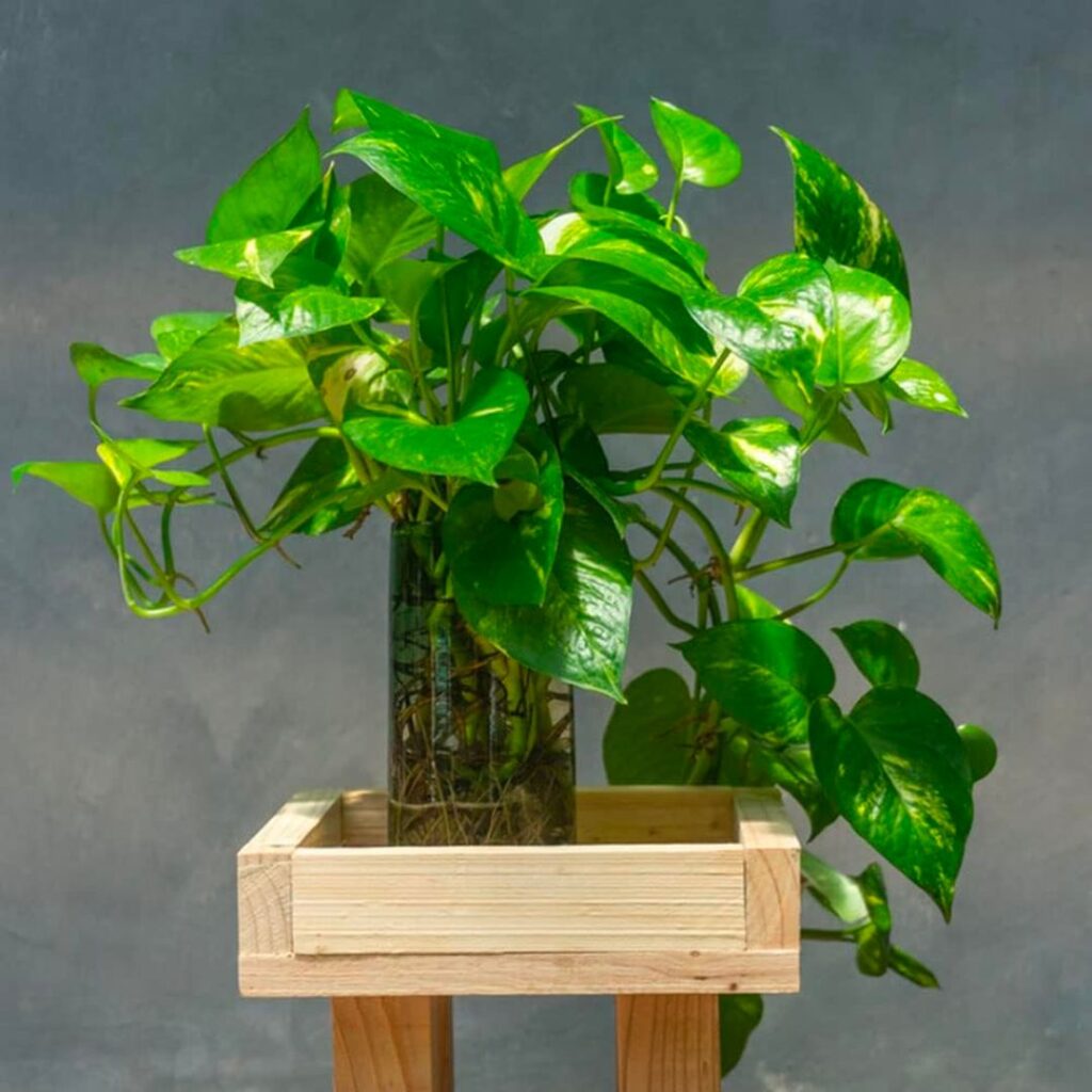 Semillas de pothos