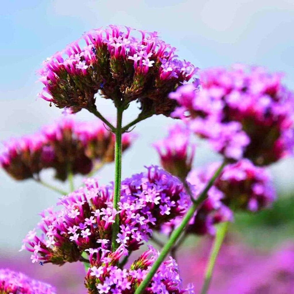 Semillas para Jardines Verticales de Verbena