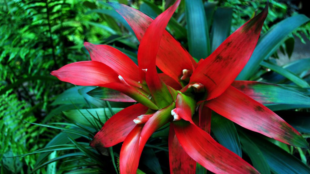 Bromelias para muros verdes