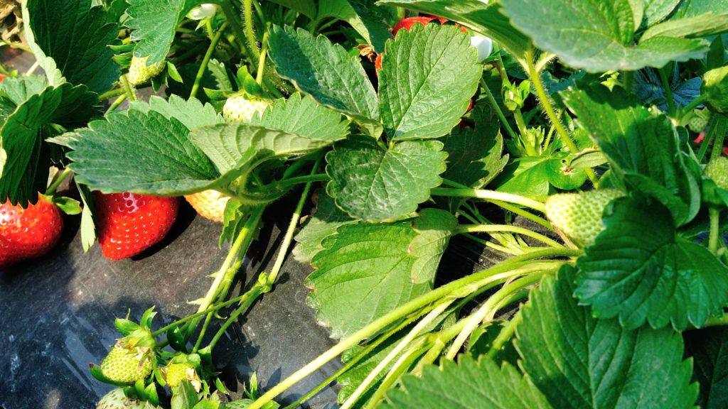 pared de fresas para Decoración con jardines verticales