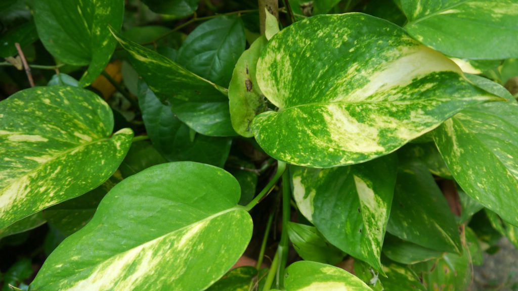 Pothos para decorar tu jardín vertical