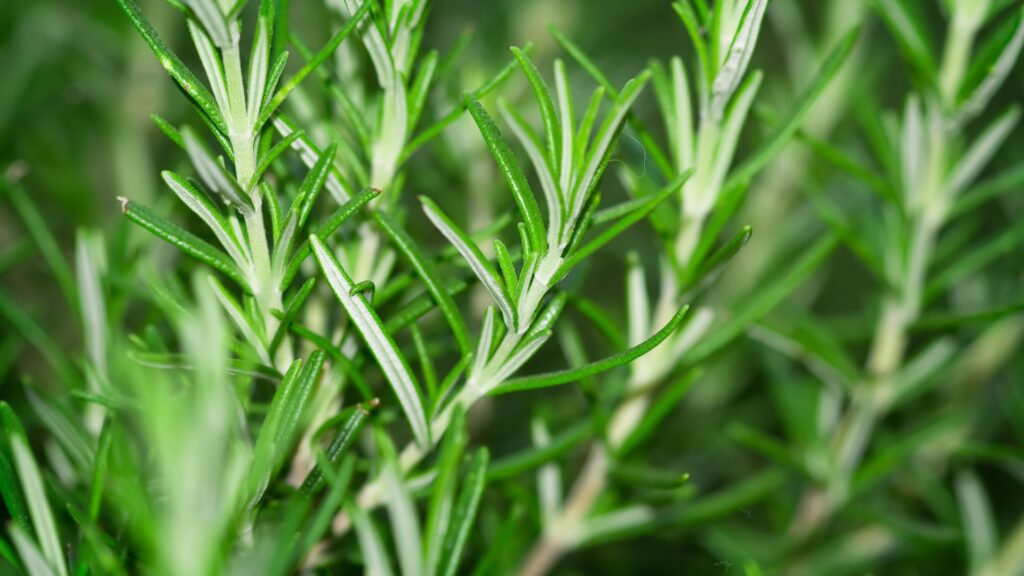 Menta para Huertos Verticales de Plantas Aromáticas