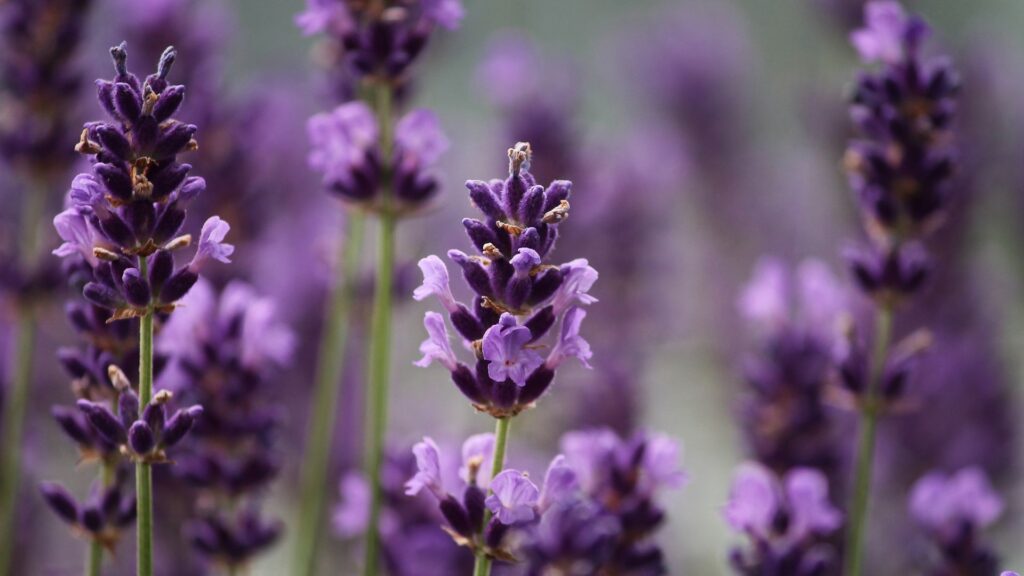 Lavanda