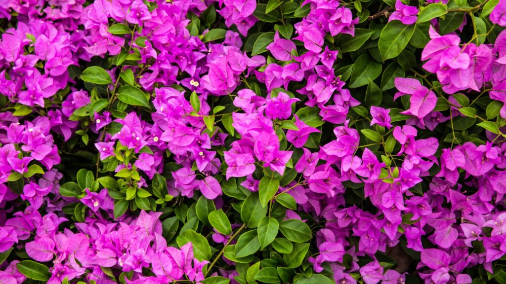 Jardines verticales con plantas trepadoras, buganvilla