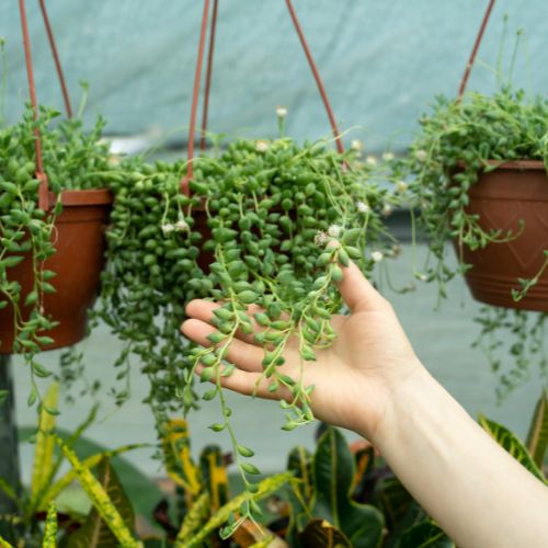 Senecio rowleyanus (Collar de Perlas)