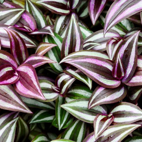 Tradescantia zebrina (Tradescantia Zebrina)