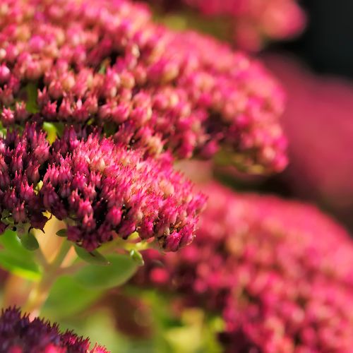 Sedum spp. (Sedum)