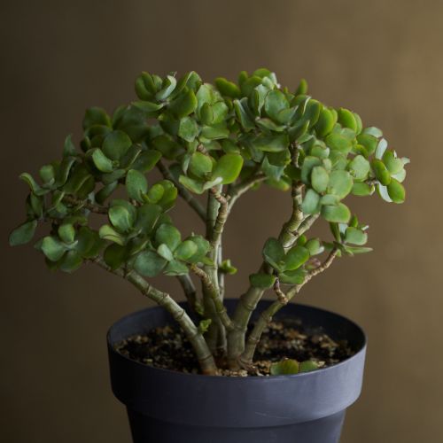 Crassula ovata (Jade)