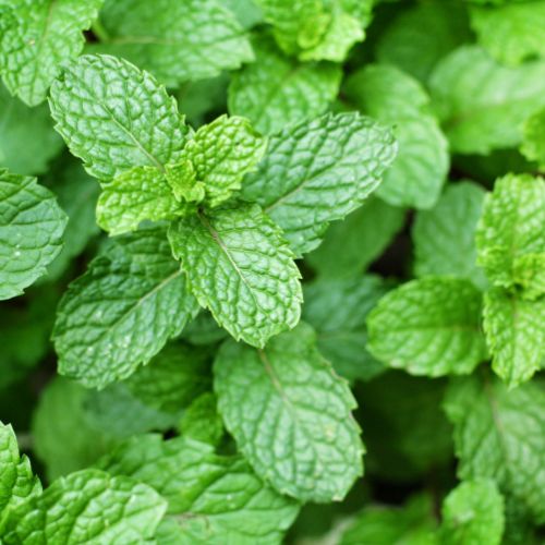 Mentha spp. (Menta)