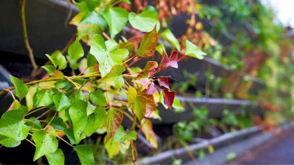 Jardín vertical natural: Beneficios para el bienestar y el medio ambiente